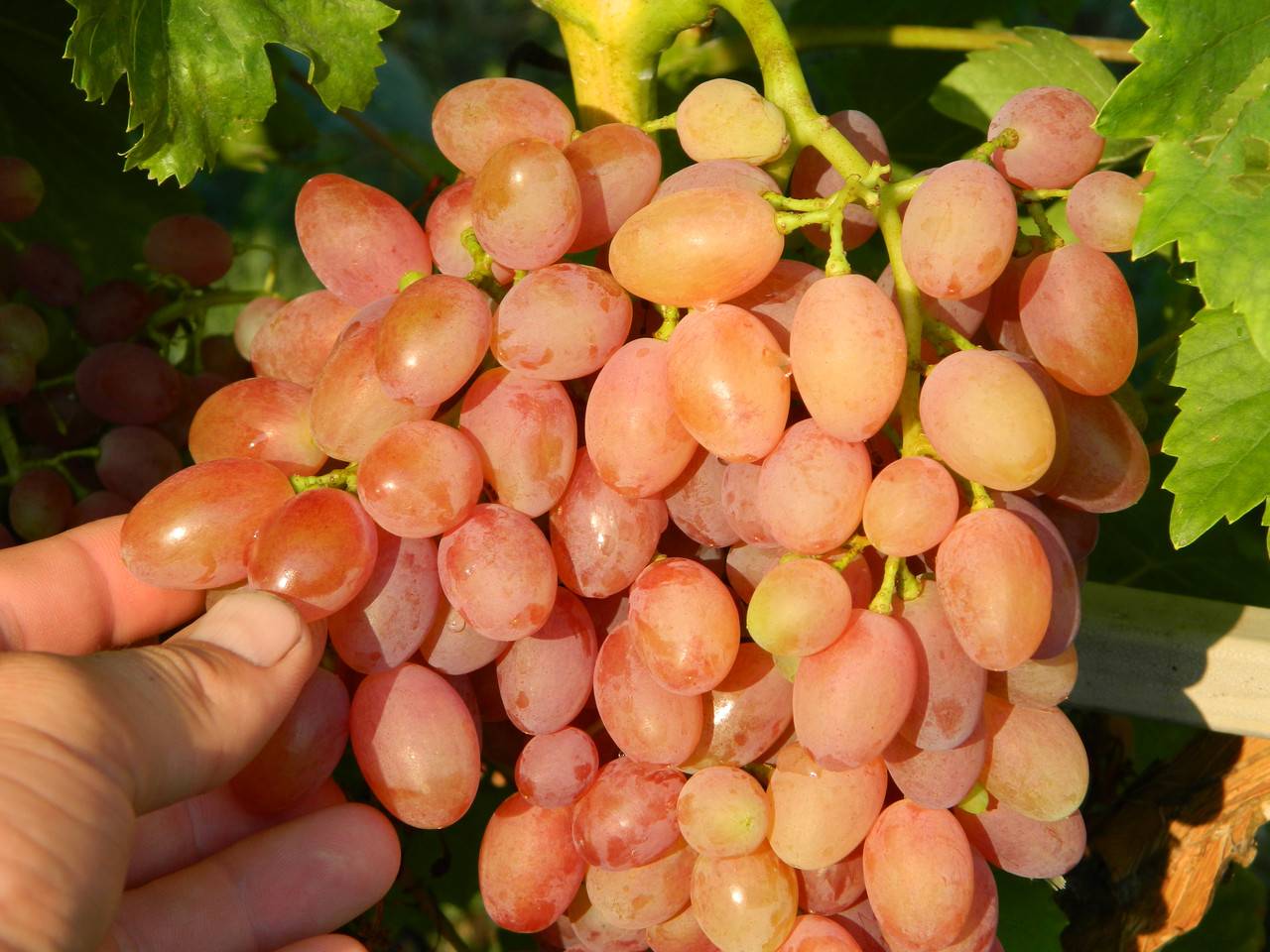 Лучистый кишмиш, описание, достоинства и отзывы о винограде