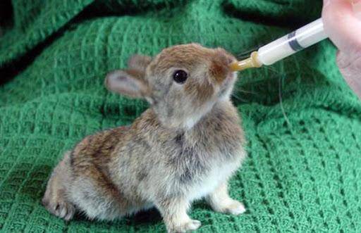Чем можно и нельзя кормить крольчат, правила искусственного вскармливания