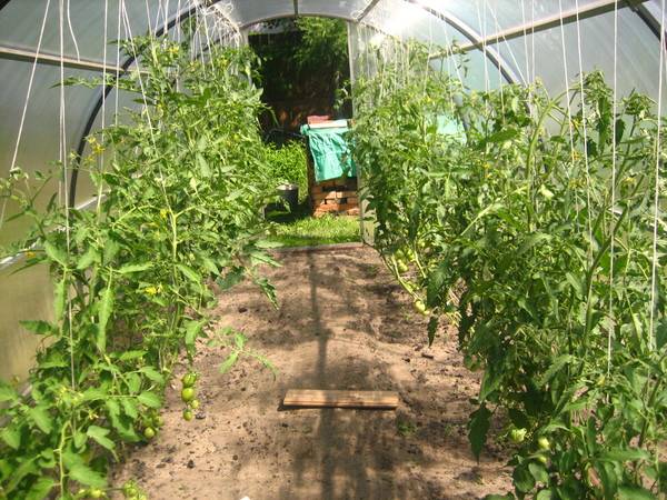 Чтобы в теплице выросли хорошие томаты —  популярные схемы посадки, рекомендации для разных сортов