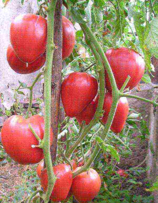 Сорта помидор для открытого грунта и теплиц для сибири
