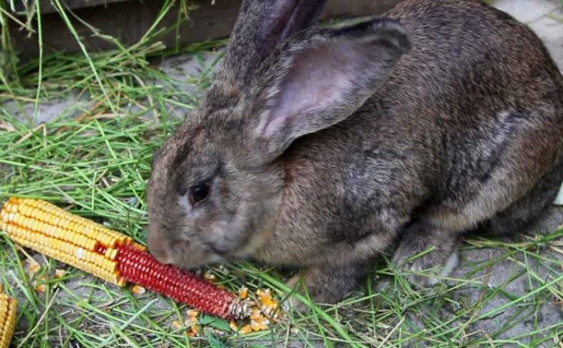 Рацион кроликов: каким зерном можно кормить животных и как его правильно приготовить?