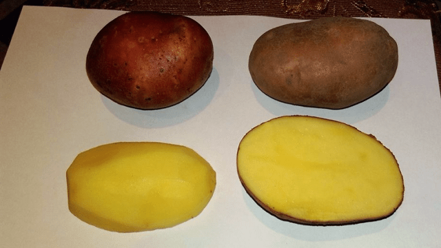 Описание сорта картофеля Вектор, особенности выращивания и урожайность