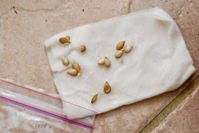 Как быстро прорастить семена огурцов в домашних условий
