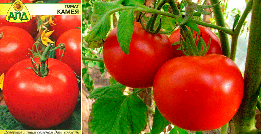 Описание сорта томата Пламя агро, особенности выращивания и ухода