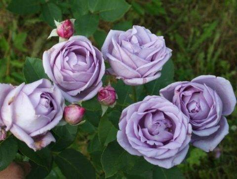 Плетистые розы: зимостойкие сорта, цветущие всё лето