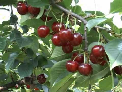 Вишня харитоновская: как получить большой урожай ягод с отменным вкусом