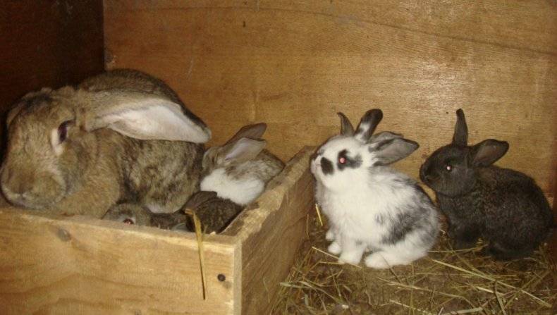 Сырой картофель для кроликов - можно ли давать и в каком количестве