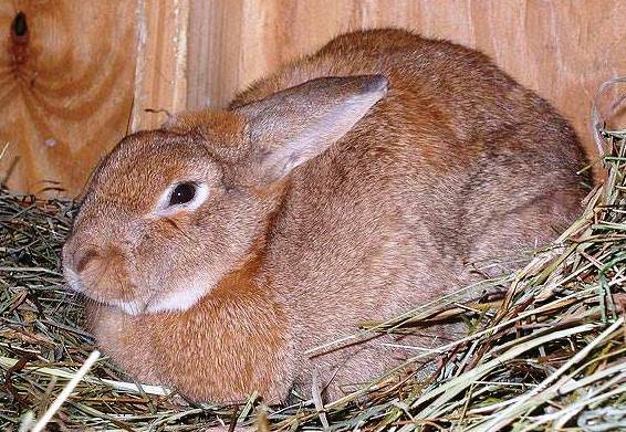 Размножение кроликов: готовим особей к спариванию
