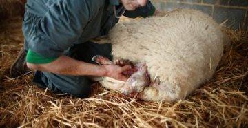 Беременность у овец: как определить, сколько длится, роды у овцы