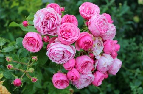 Роза титаник (titanic) — характеристики голландского сорта