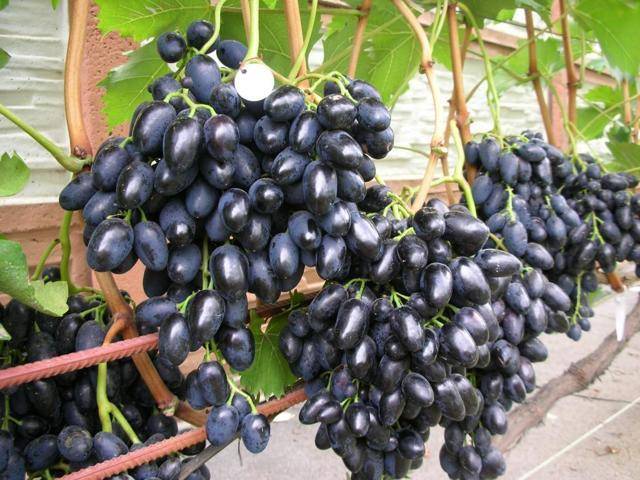 Виноград августин: история выращивания, описание и характеристика