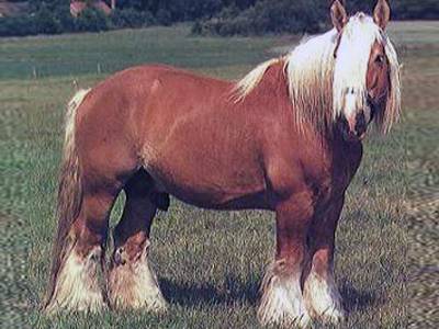 Русская тяжеловозная порода лошадей: характеристика, уход и кормление