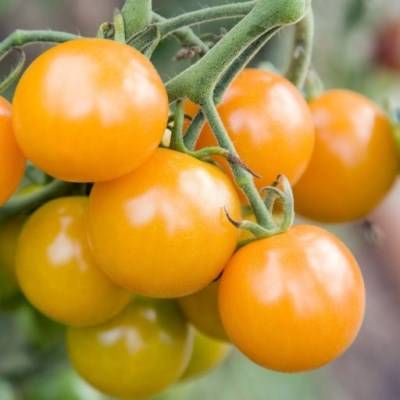Среднеранний высокоурожайный сорт помидор сибирской селекции олеся