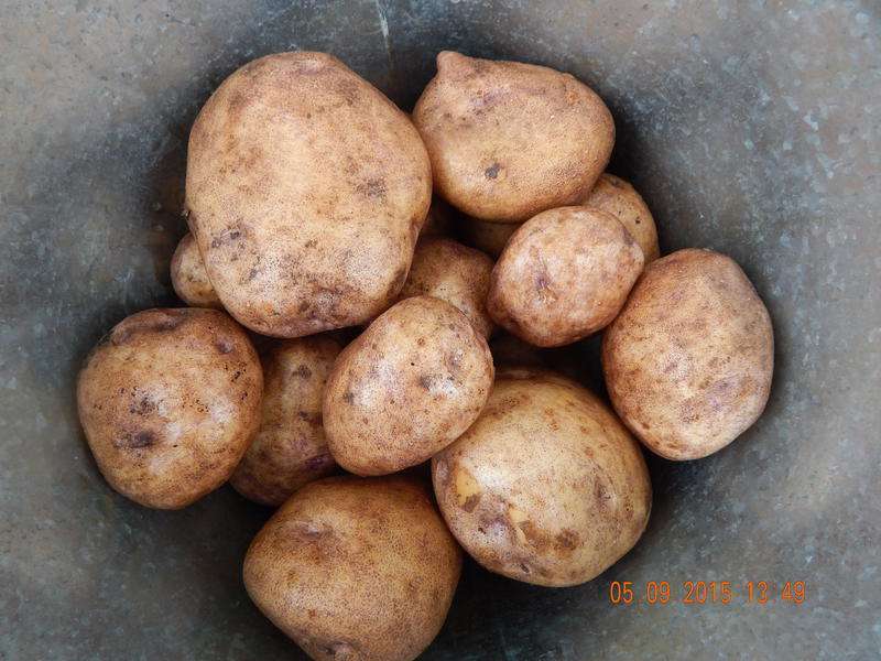 Лучший отечественный сорт картофеля голубизна: фото, описание, характеристика
