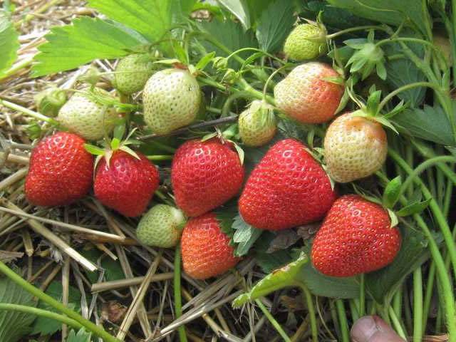 Поздняя садовая земляника флоренс: как получить урожай вкусных ягод в июле