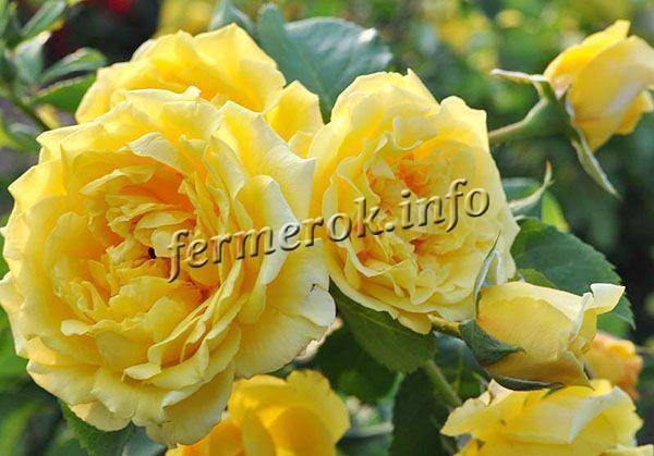 Плетистые розы: виды сортов, особенности посадки и ухода