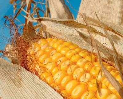 Районы, где лучше всего растет и выращивается кукуруза в россии и мире