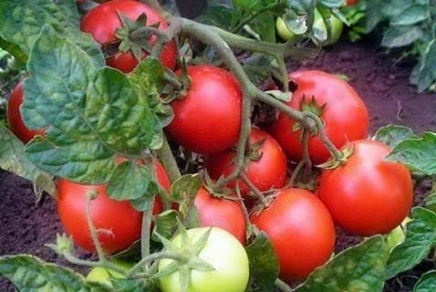 Замечательная новинка для теплиц и открытых огородов — томат толстяк f1: описание сорта