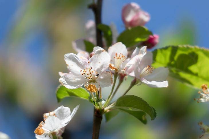 Садооборот: чем и как заменить старую яблоню или грушу