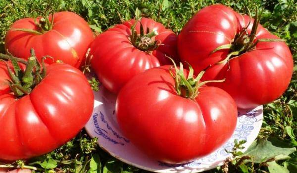 Ураган f1: ранний томат с мощным урожаем. описание и рекомендации по выращиванию