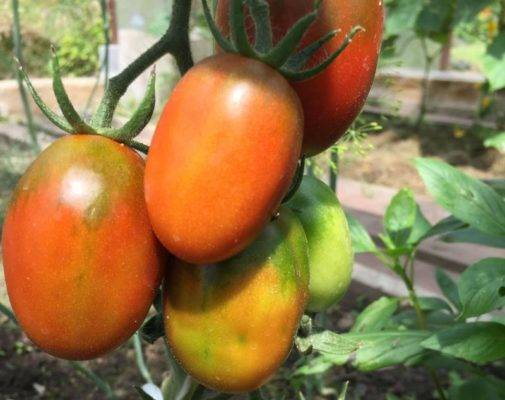 Тепличный томатный гигант с большим урожаем — сорт томата «де барао царский»
