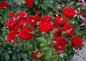 Роза Аква: описание сорта, посадка, выращивание и уход с фото