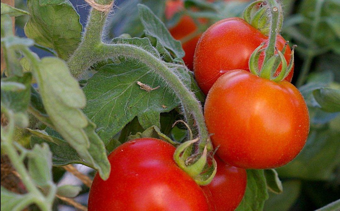 Томат санрайз f1 — описание сорта, отзывы, урожайность