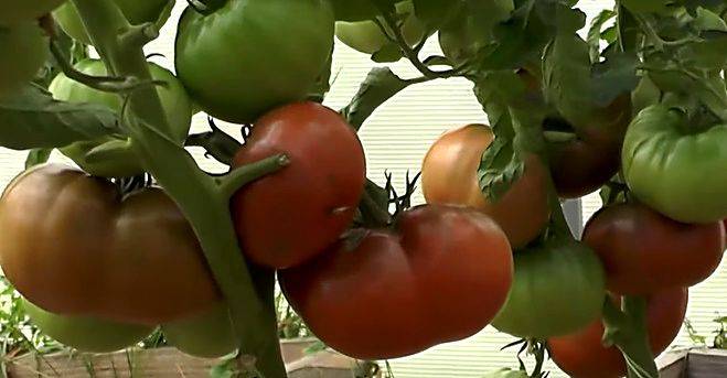 Особенности выращивания томата толстый джек