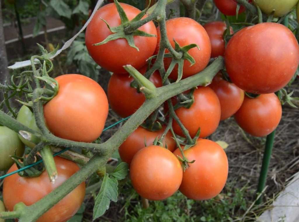 Фото, видео, отзывы, описание, характеристика, урожайность сорта томата «ямал 200»