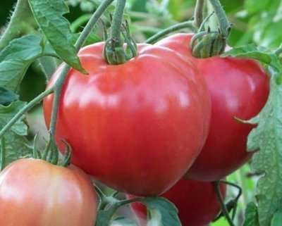 Характеристика и описание сорта томата Большая мамочка, его урожайность