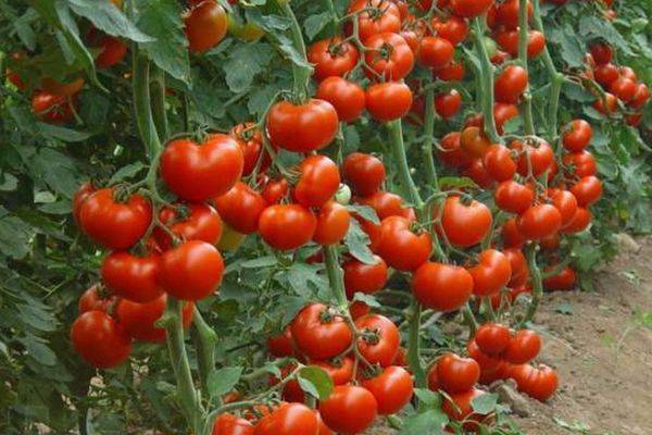 Выращивание томата ниагара