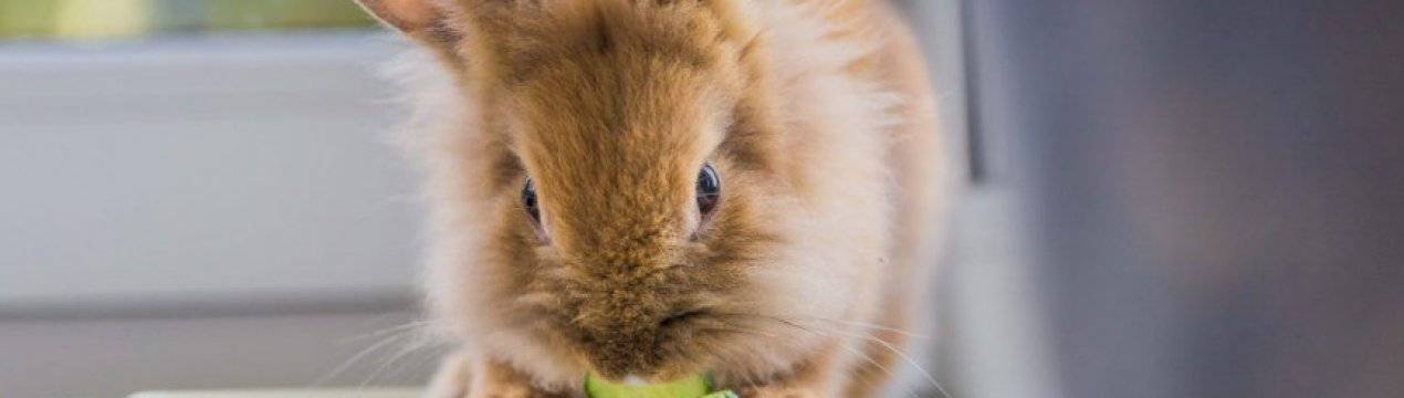 Можно ли и как правильно давать петрушку и укроп кроликам, возможный вред
