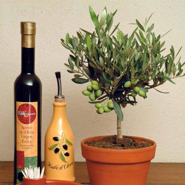 Европейское оливковое дерево: выращивание и уход