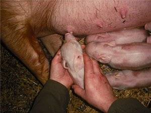 Беременность свиньи