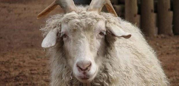 Самые лучшие породы коз с характеристиками и фото