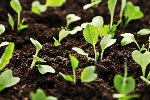 Посадка цветной капусты в 2020 году: сроки посева, выращивание и уход
