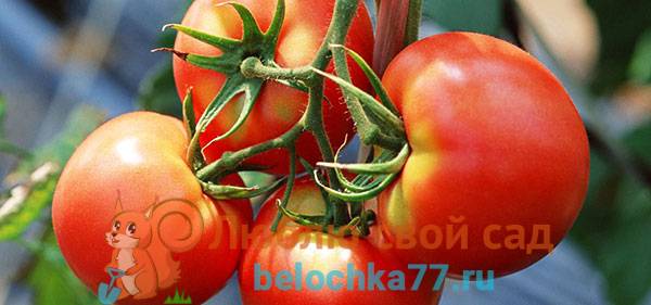 Рейтинг лучших сортов томатов для подмосковья