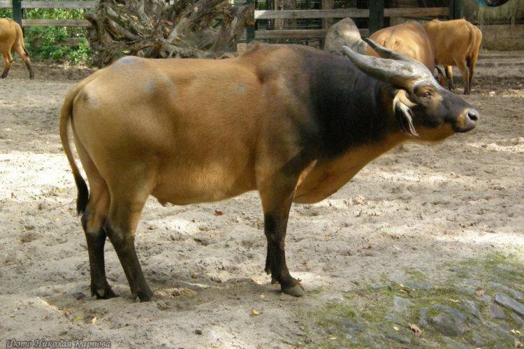 8 странных, редких и необычных пород коров
