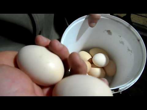 Почему куры несут яйца разного цвета?