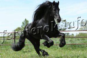 Карачаевская порода лошадей: происхождение и характеристики