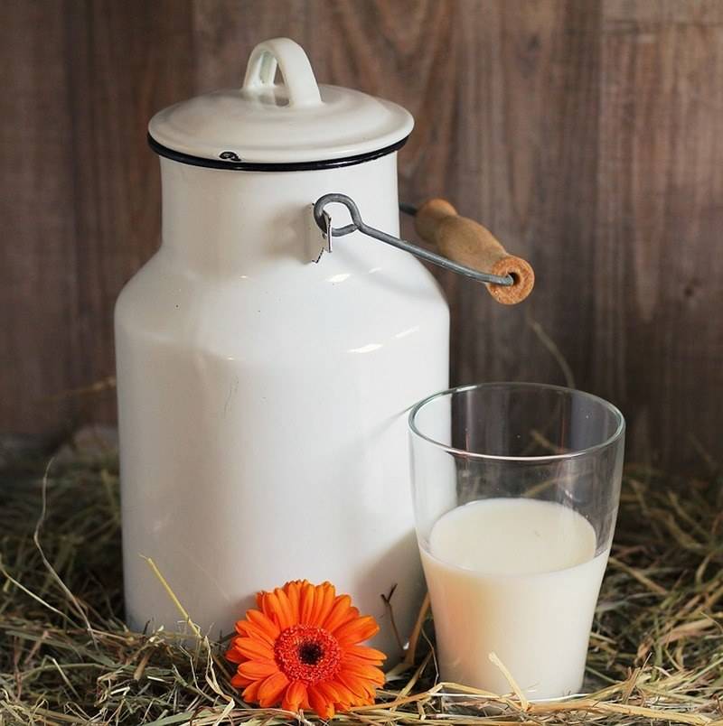 Польза и вред козьего молока для взрослых и детей