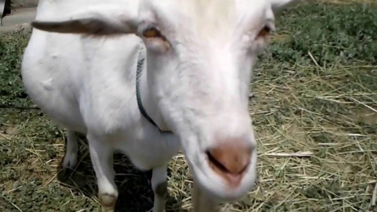Сколько длится беременность у козы и как в это время ухаживать за животным?