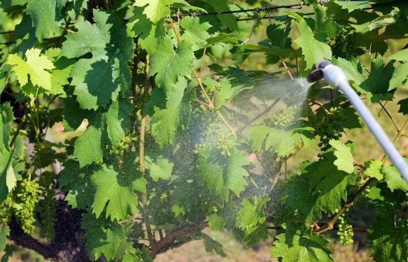 Чем опрыскивать виноград от болезней