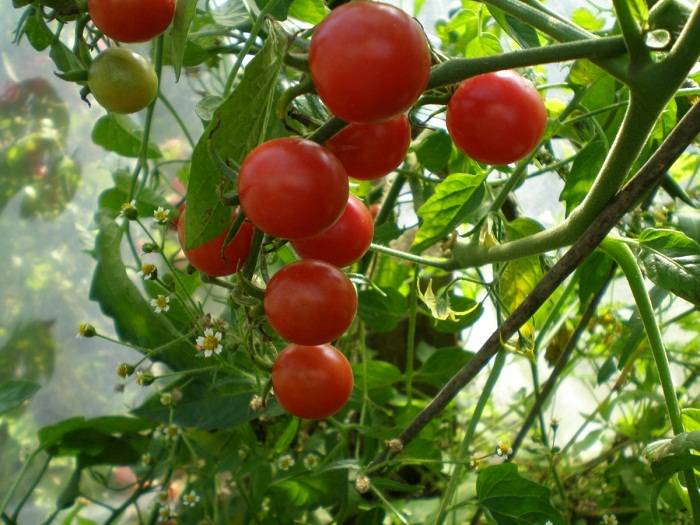 Описание сорта томата государь f1, его урожайность