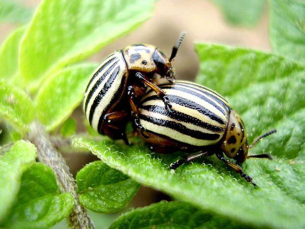Битва за урожай: применяем инсектицид регент от колорадского жука