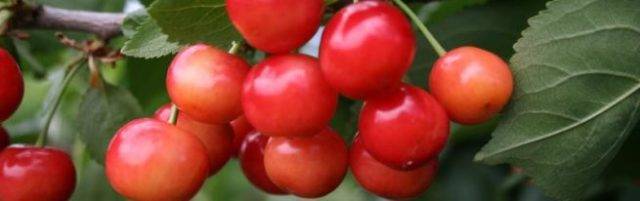 Описание сорта вишни застенчивая и характеристики плодоношения, правила выращивания
