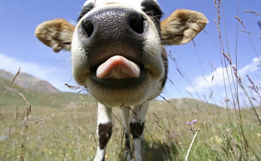 Характеристика костромской породы коров