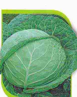 Ринда f1: особенности урожайного гибрида капусты