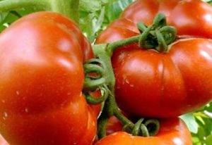 Нюансы выращивания, характеристика и описание томата сорта боец