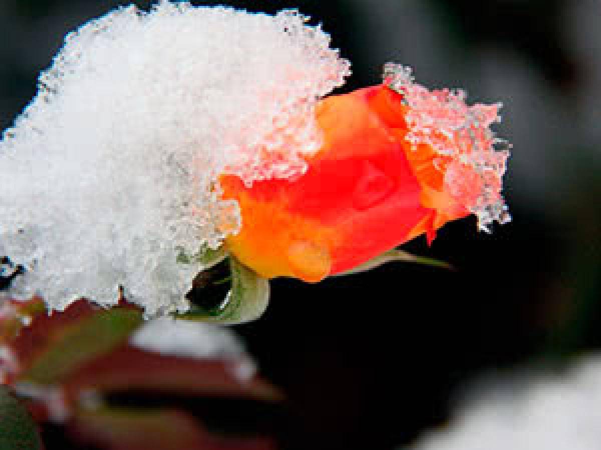 Как укрыть розы на зиму. 5 простых шагов как подготовить розы к зиме.